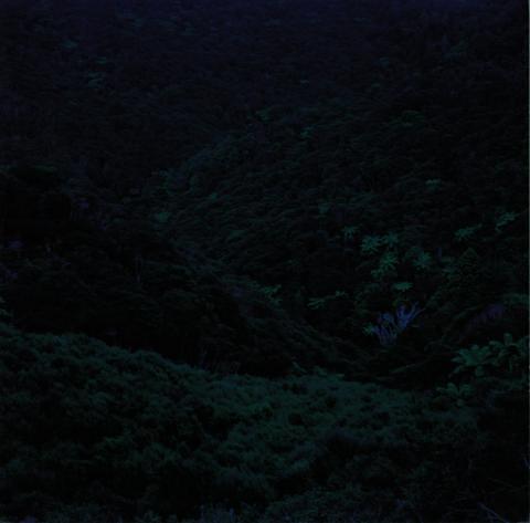 Bush, Tapuwae, North Hokianga, 29 January 1997
