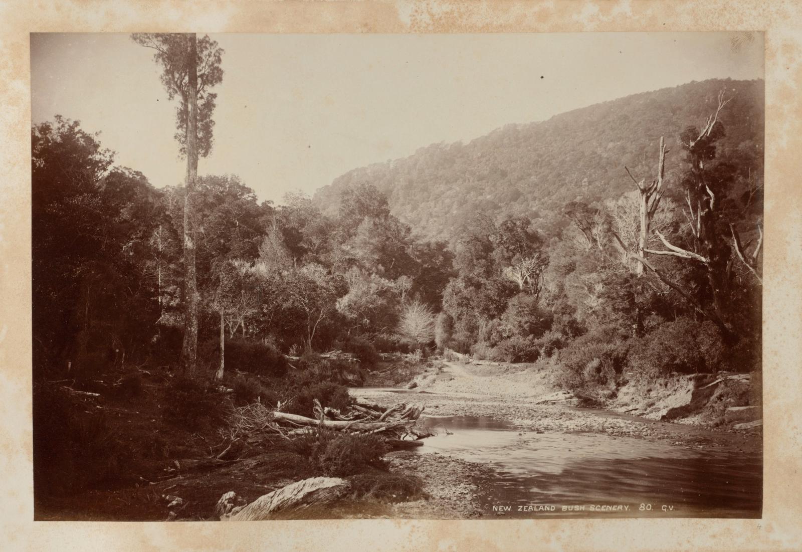 New Zealand Bush Scenery