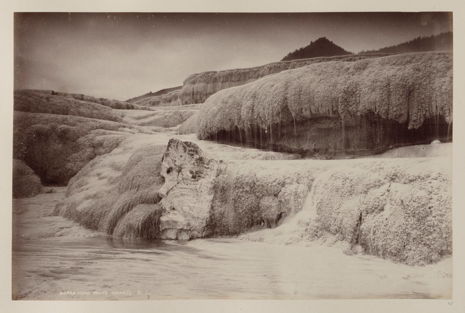 Boars Head, White Terrace
