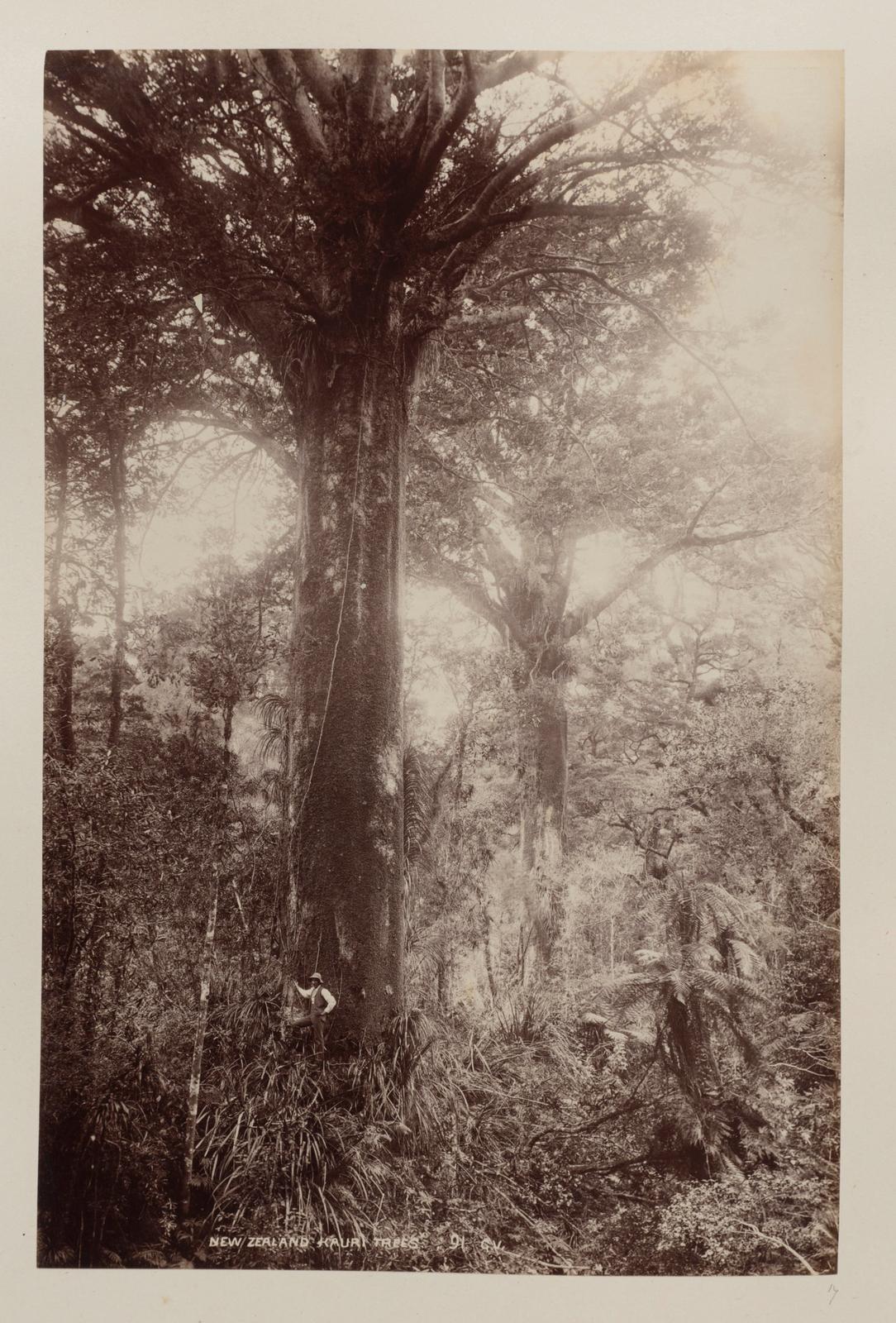 New Zealand Kauri Trees