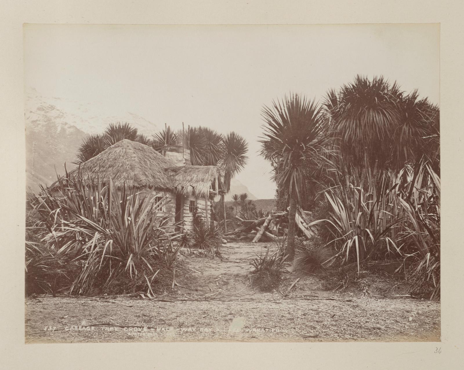Cabbage Tree Grove, Halfway Bay, Lake Wakatipu