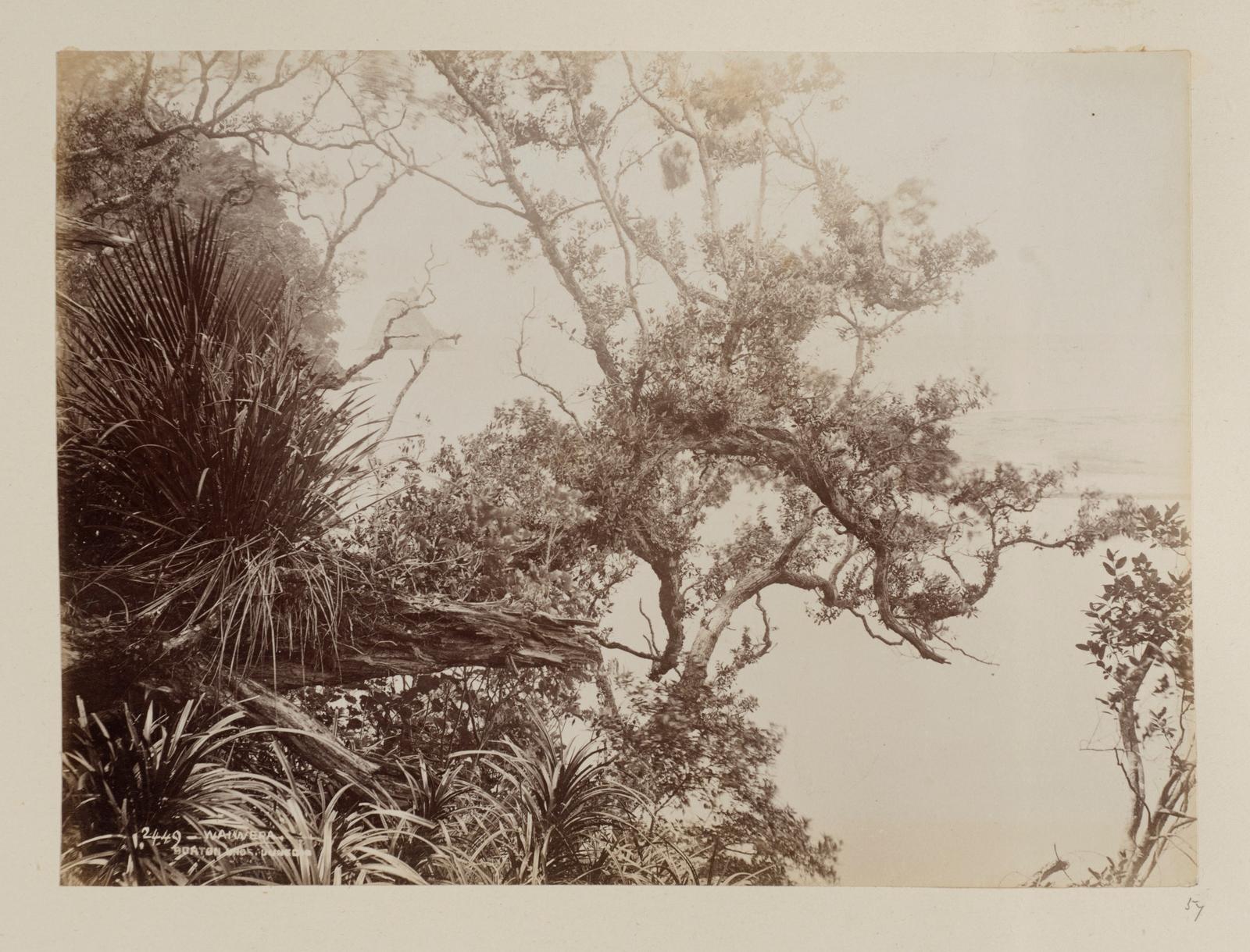 Waiwera