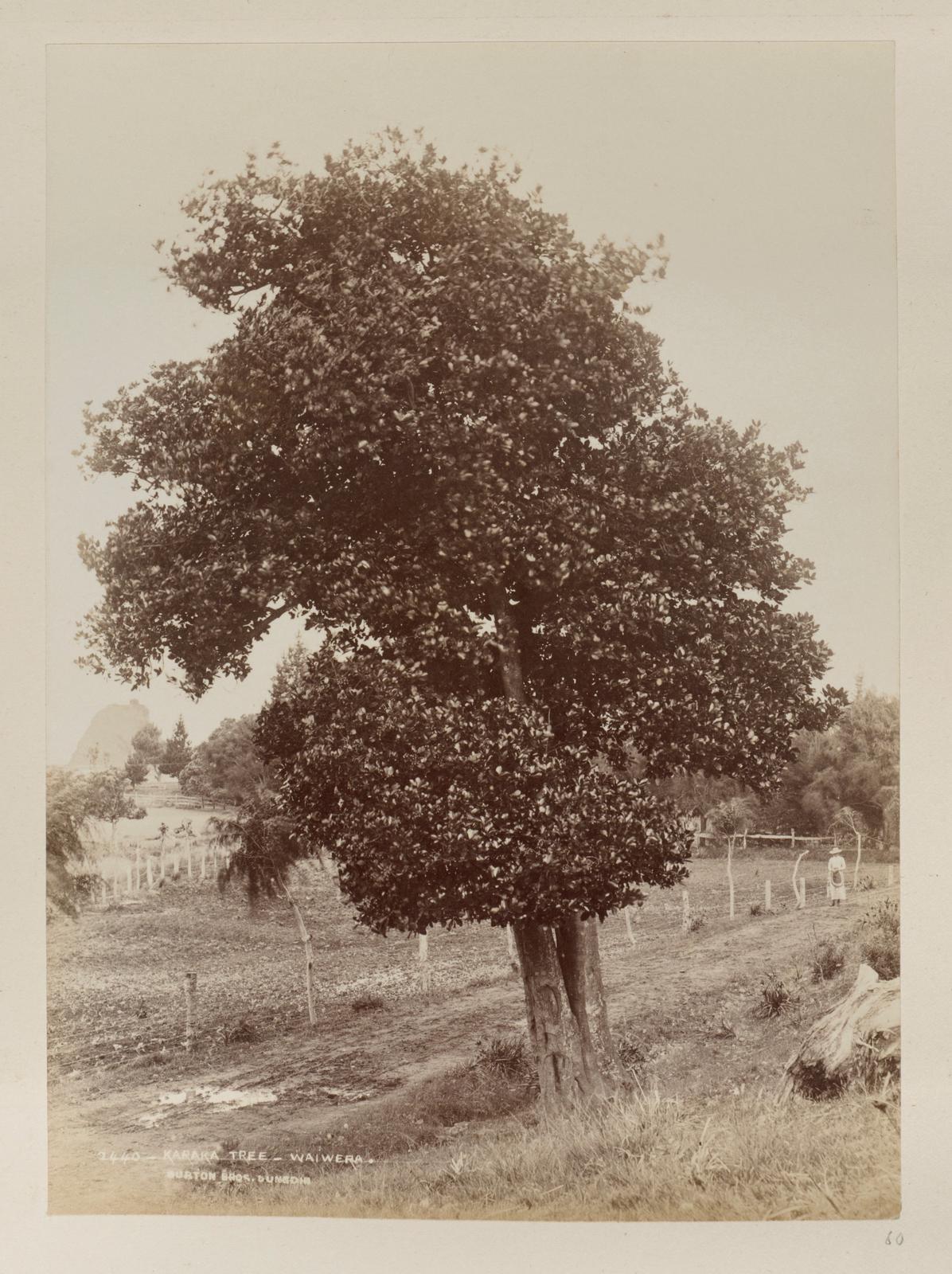 Karaka Tree, Waiwera