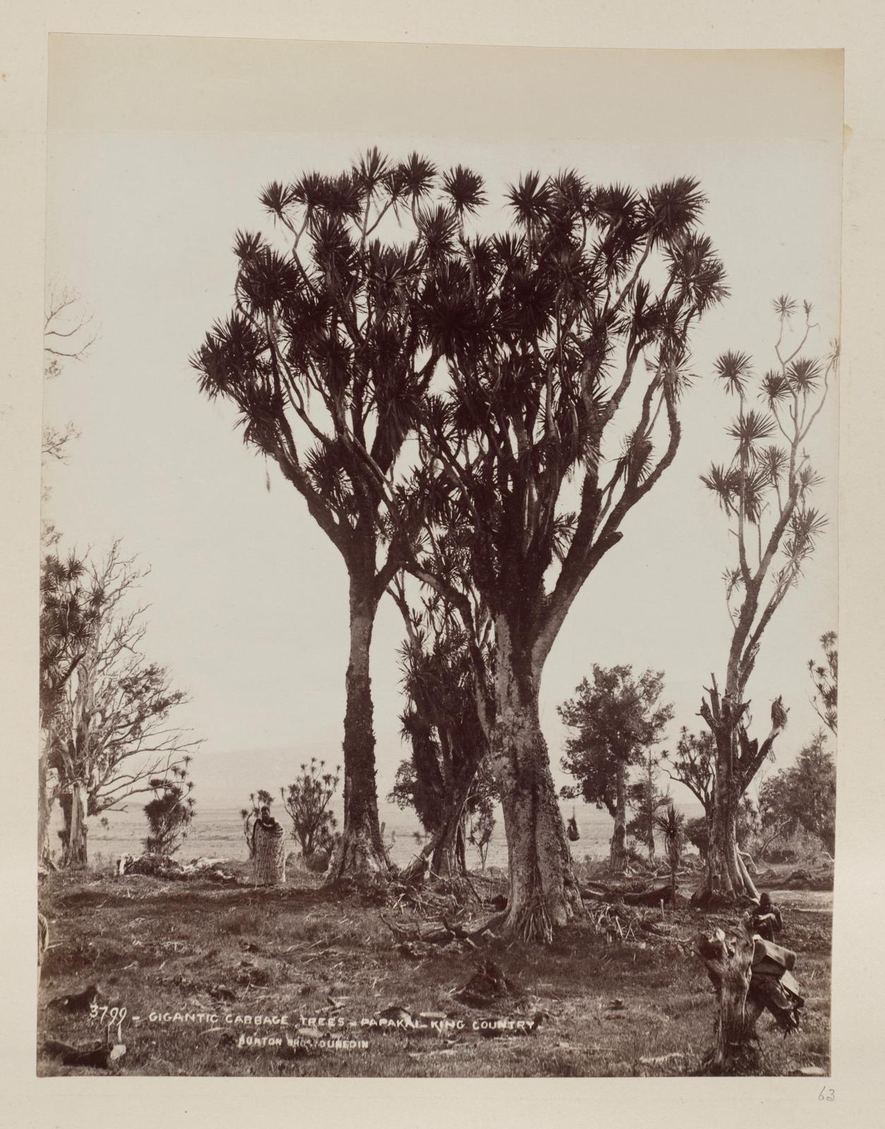Gigantic Cabbage Trees, Papakai, King Country