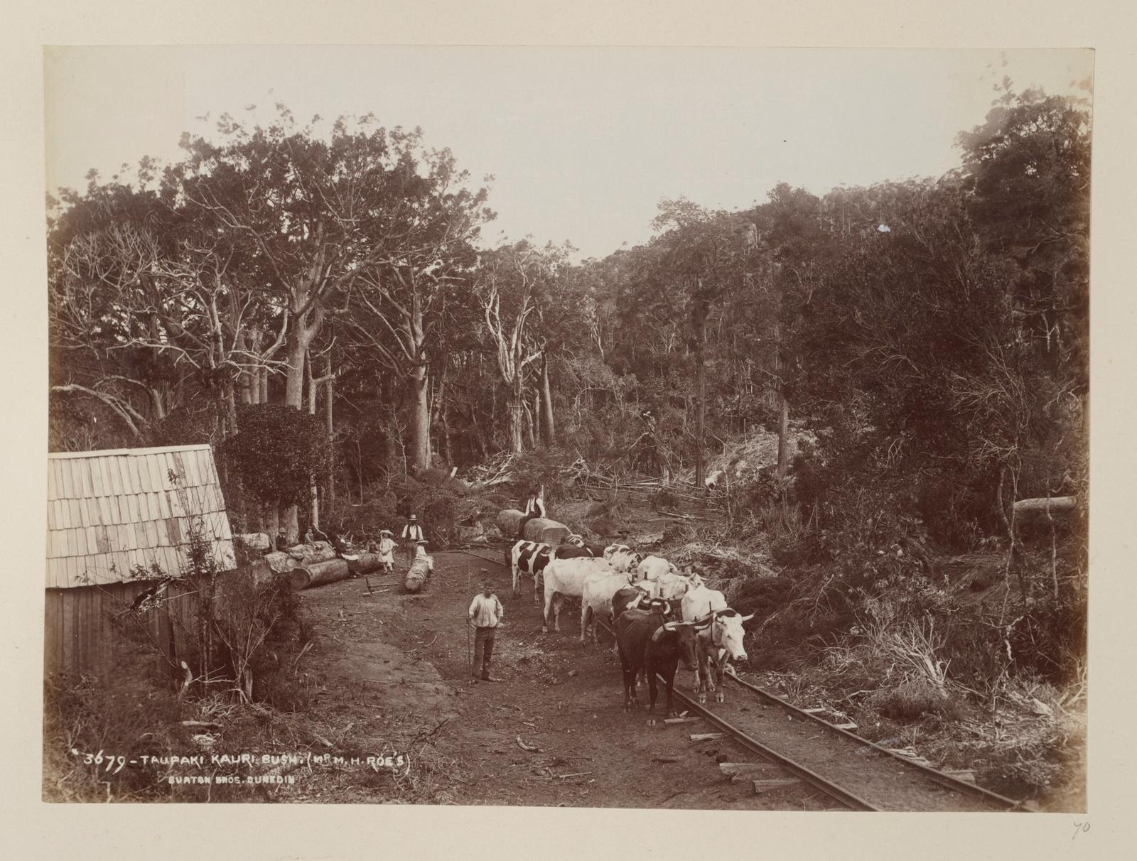Taupaki Kauri Bush
