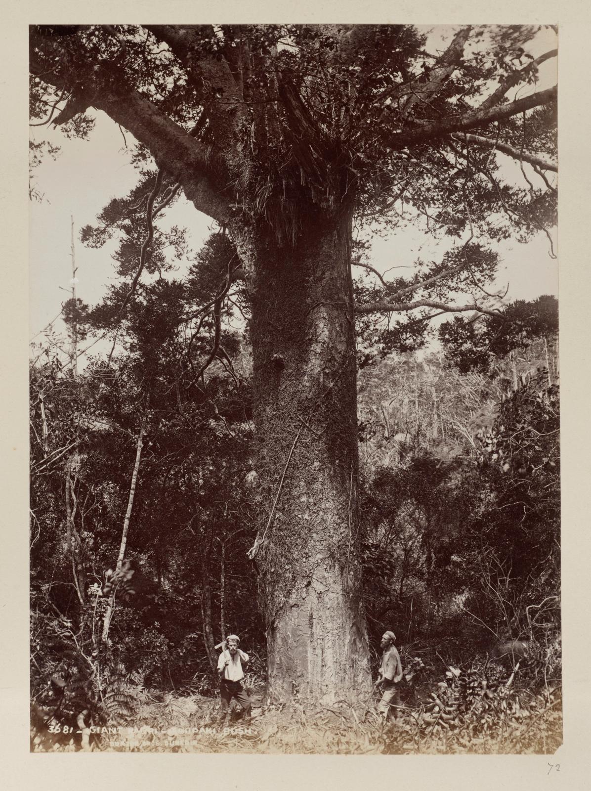 Giant Kauri, Taupaki Bush