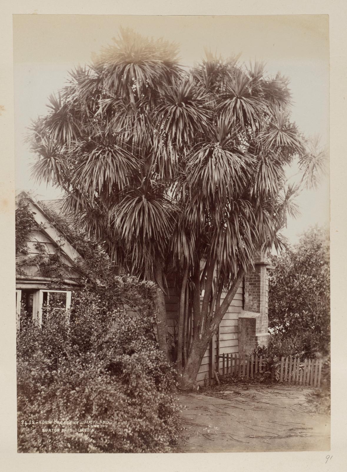 Eden Crescent, Auckland