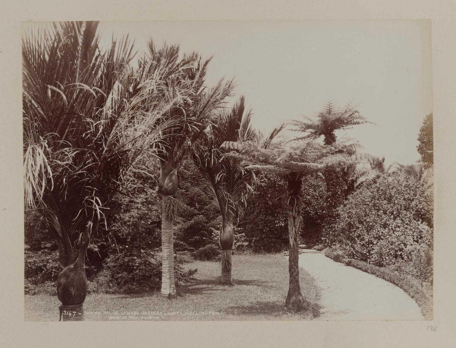 Nikau Palms, McNab's Gardens, Hutt, Wellington