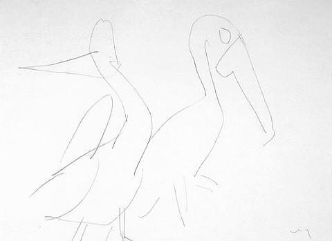 Pelicans: Melbourne Zoo