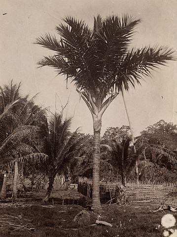 Landscape with palm