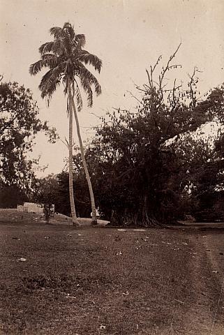 Palm trees and fenced yard