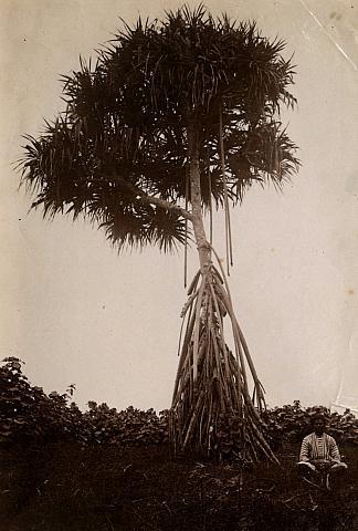 Pandanus tree