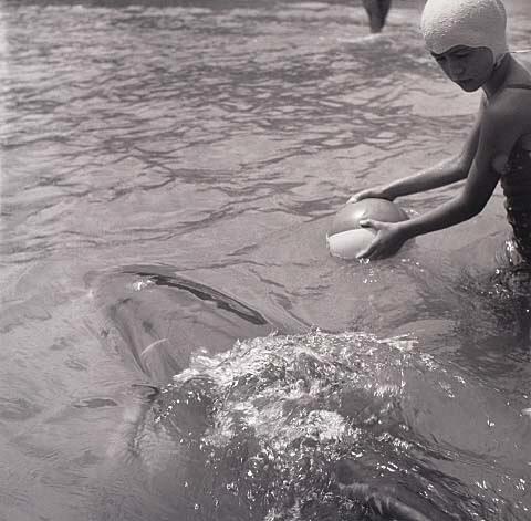 Opo: The Hokianga Dolphin (#13)