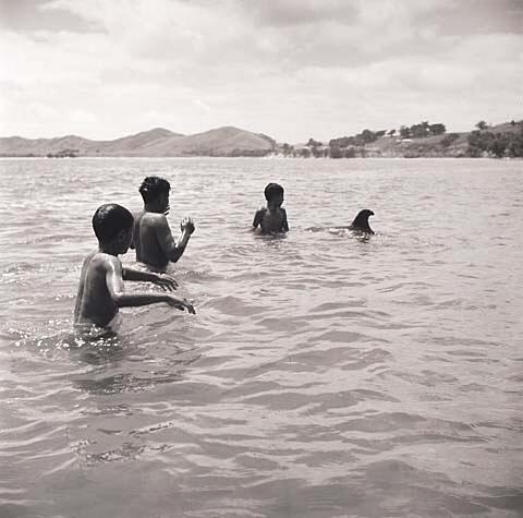 Opo: The Hokianga Dolphin (#18)