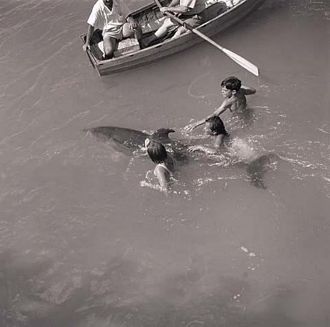 Opo: The Hokianga Dolphin (#33)