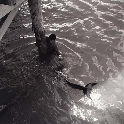 Opo: The Hokianga Dolphin (#40)