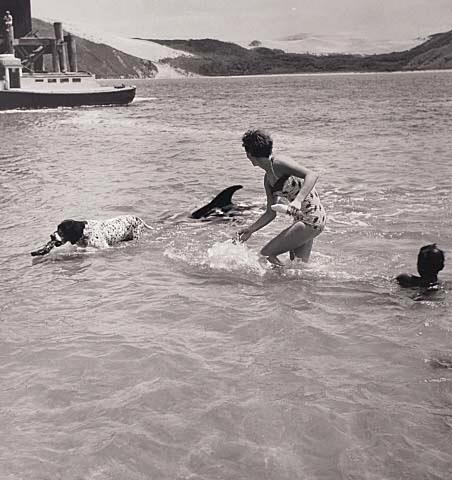 Opo: The Hokianga Dolphin (#42)