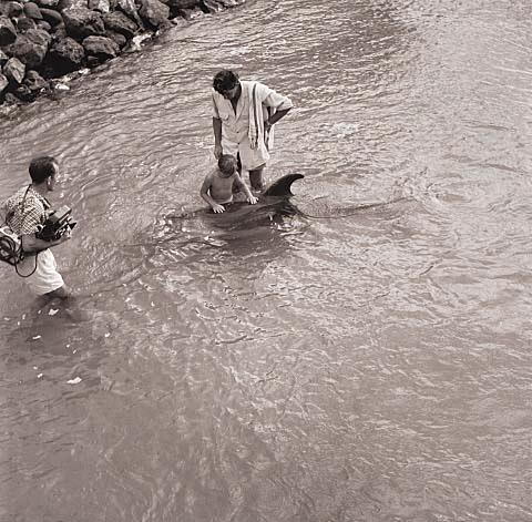 Opo: The Hokianga Dolphin (#43)