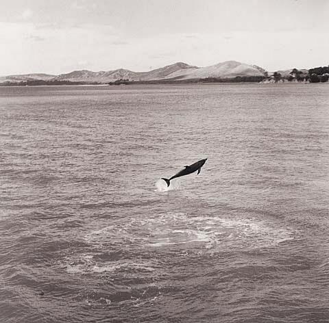 Opo: The Hokianga Dolphin (#48)