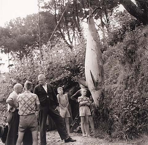 Opo: The Hokianga Dolphin (#50)