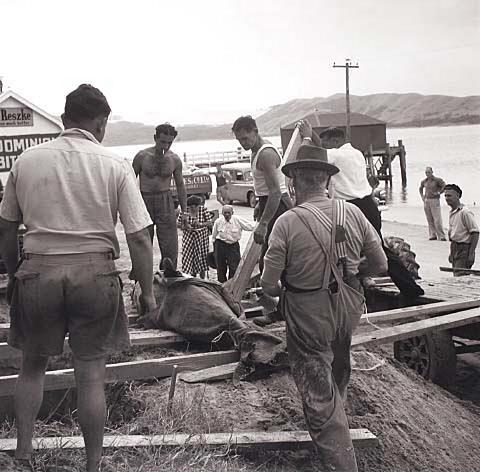 Opo: The Hokianga Dolphin (#51)