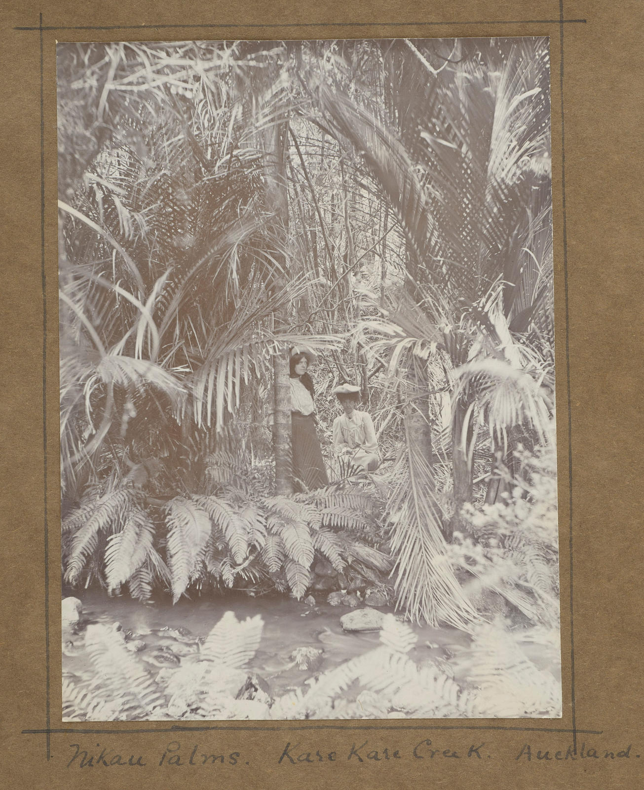 Nikau palms, Karekare Creek, Auckland