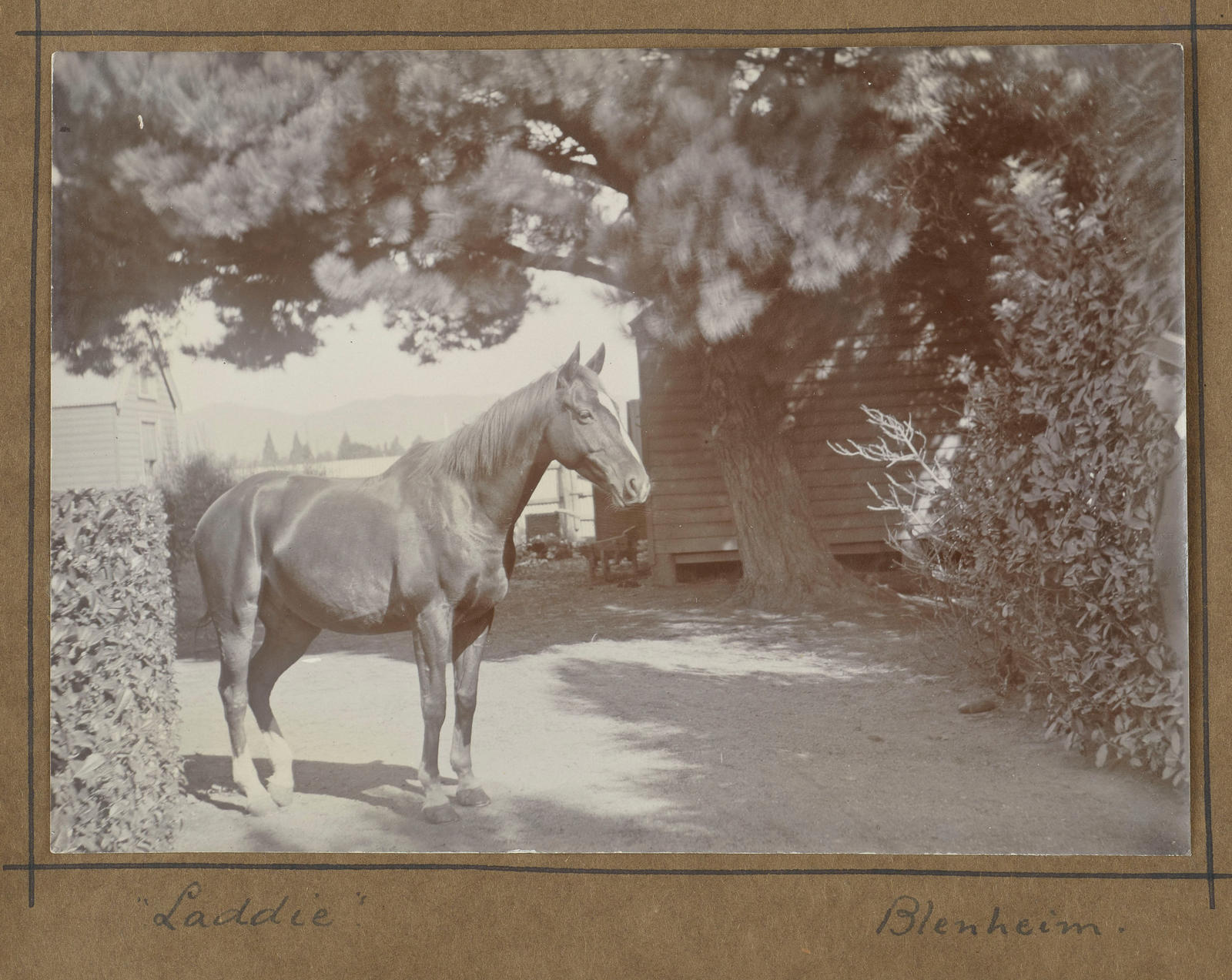 "Laddie", Blenheim