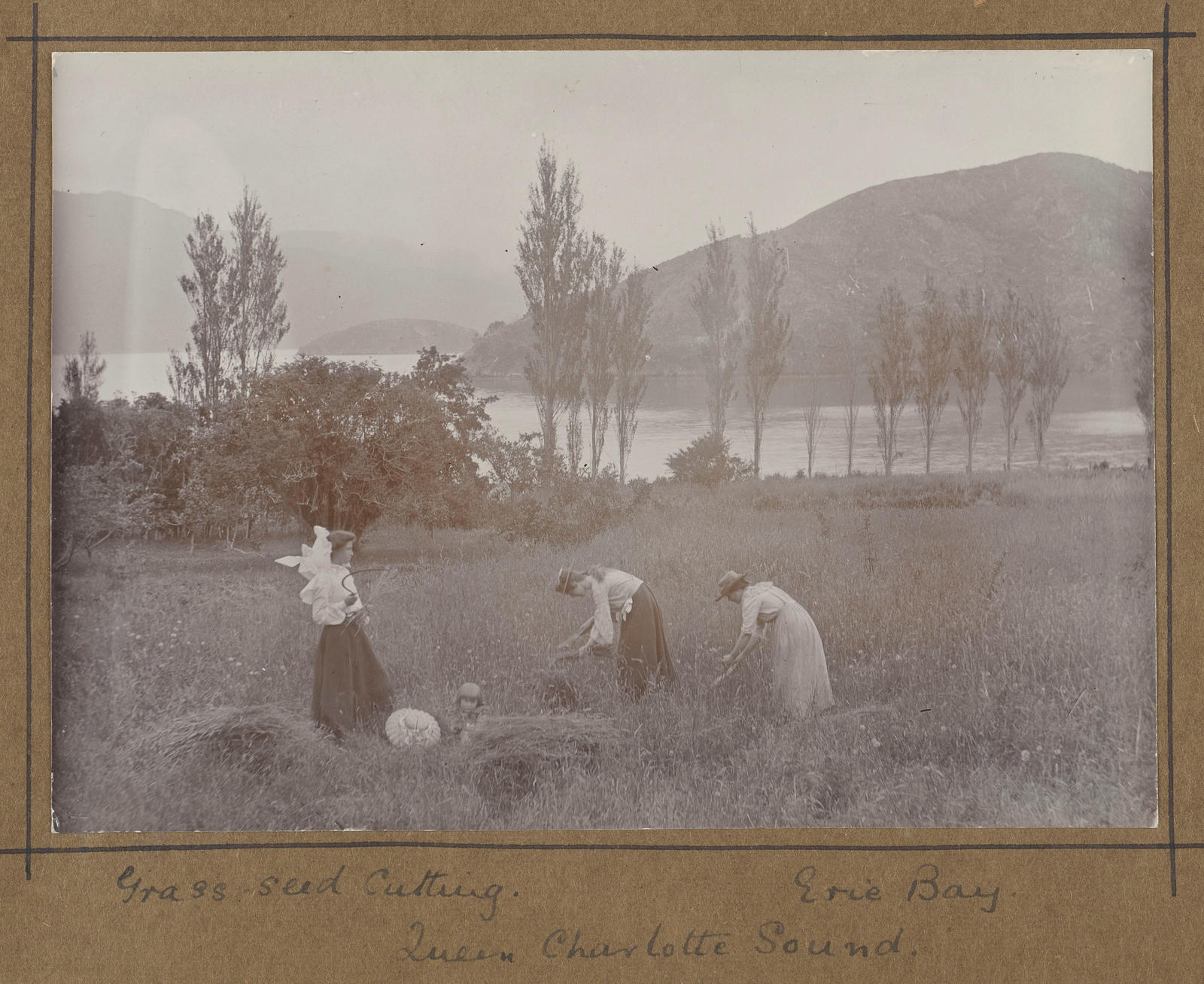 Grass-seed cutting, Erie Bay, Queen Charlotte Sound