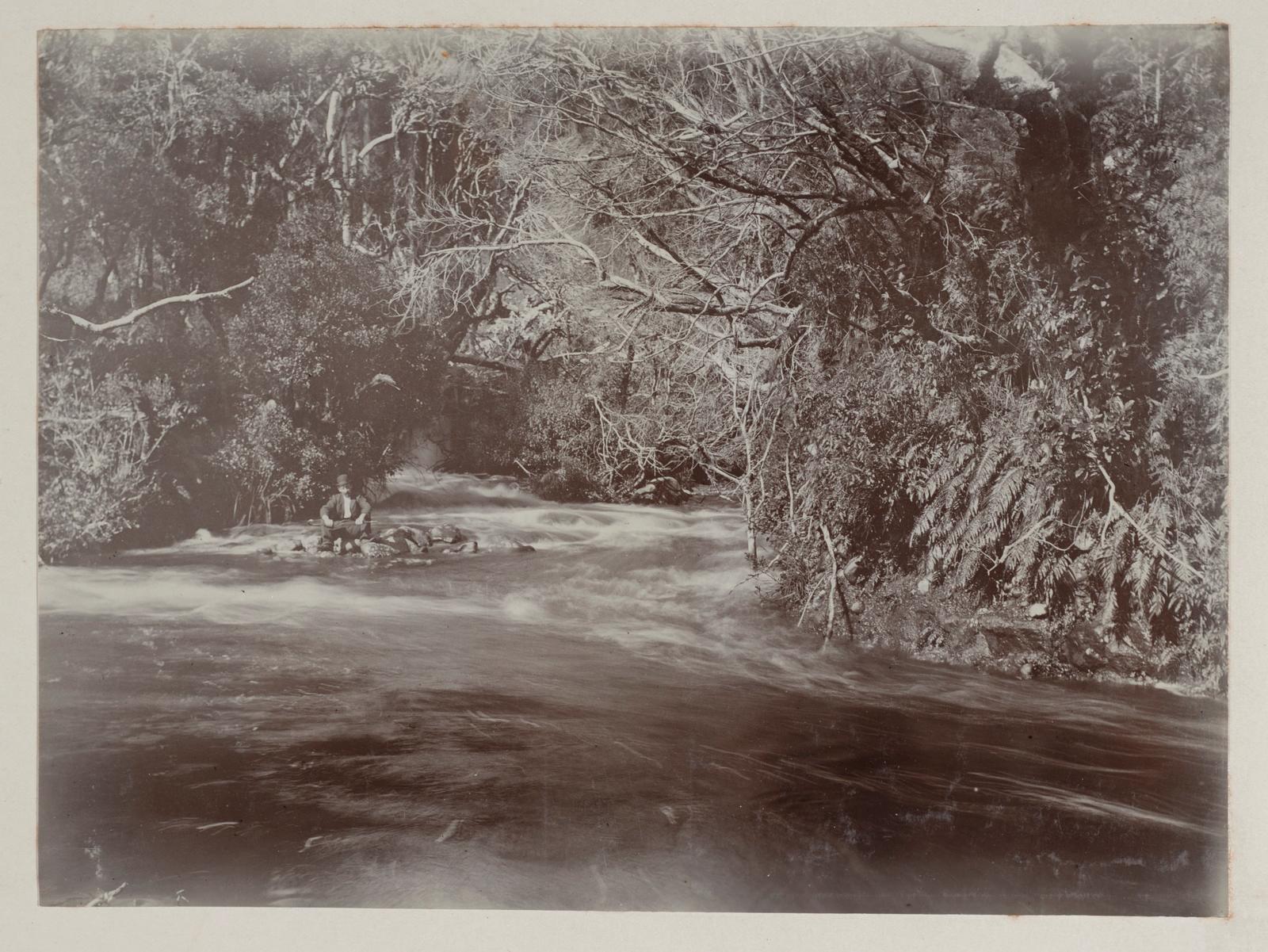 Meeting of Streams, Horopito