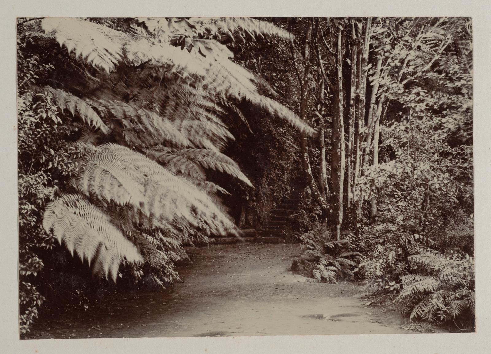 In the Recreation Ground, New Plymouth