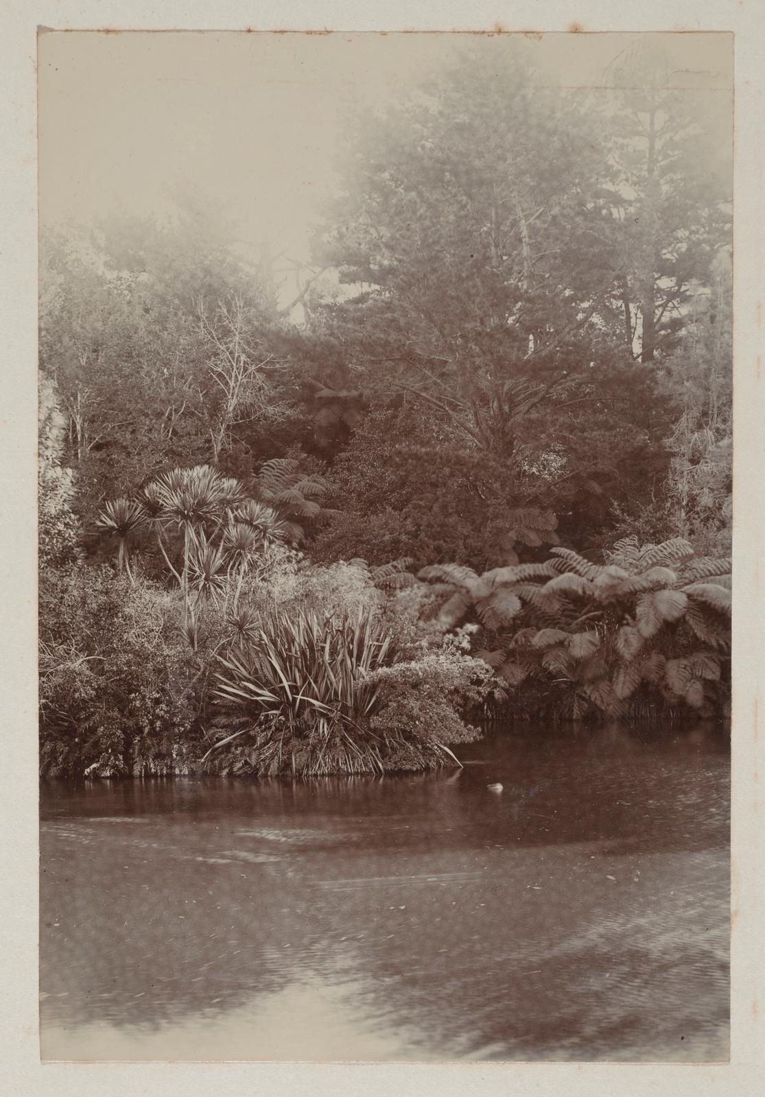 In the Recreation Ground, New Plymouth