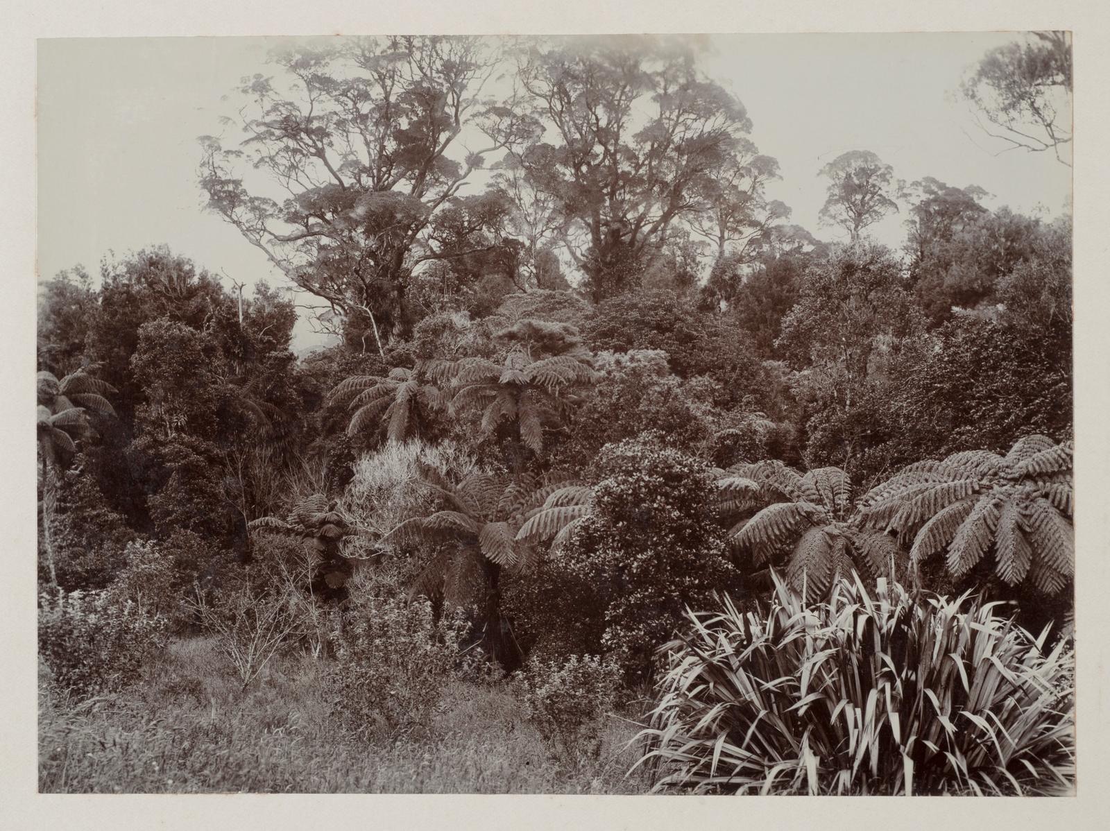 On Mt Karioi, Raglan