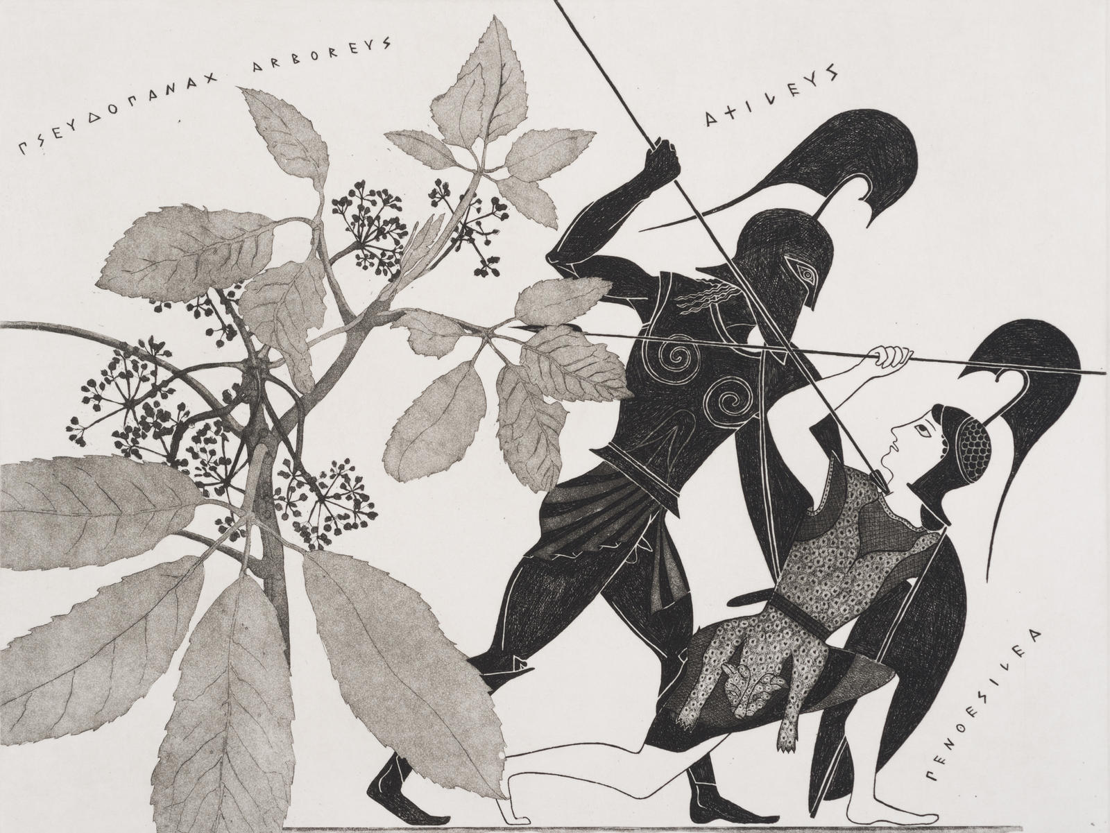 Pseudopanax Achilles Penthesilea