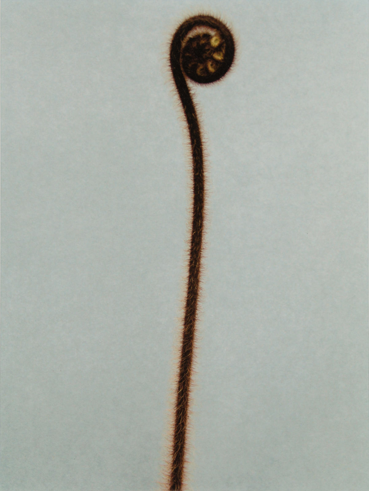 Koru