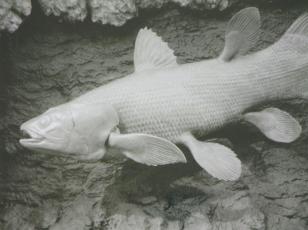 Coelacanth