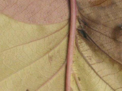 A Leaf