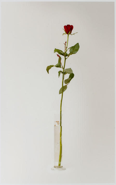 Rose #11 from A Dozen Roses