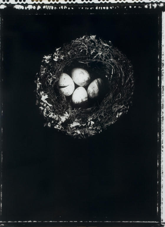 Korimako, Anthornis melanura melanura, Bellbird's nest with four eggs, AV4423, Dunedin, 1990s, Otago Museum