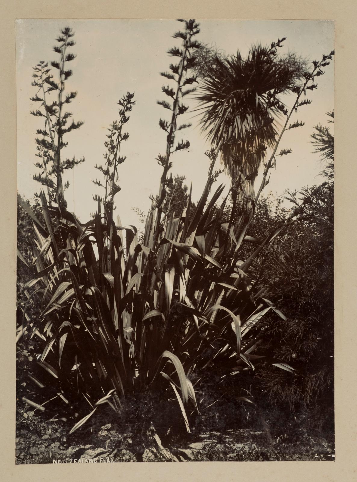 New Zealand Flax