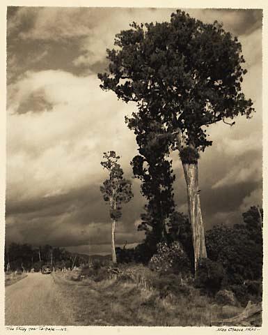 Tree study near Taihape