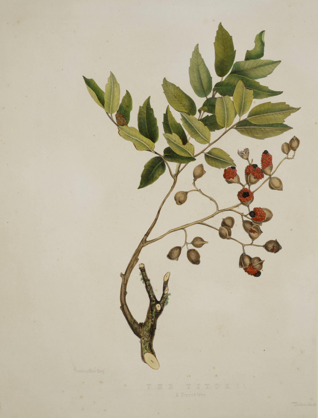 The Titoki, A Forest-tree