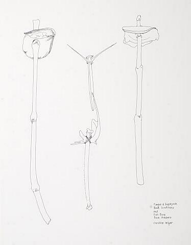 Fungus and Supplejack Back Scratchers and Fish Bone Back Stabbers
