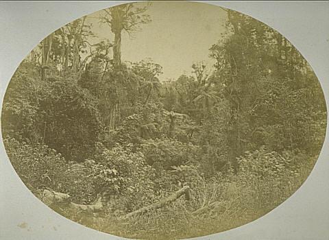 New Zealand Bush, Showing Fern Trees