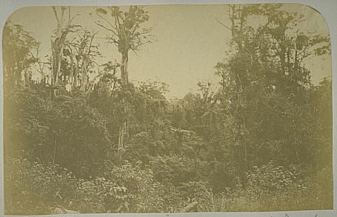 Decaying Forest