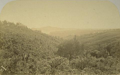 Near Auckland (Grafton Gully)