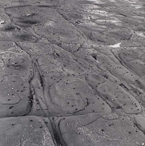Black Nerita, Buckleton Bay
