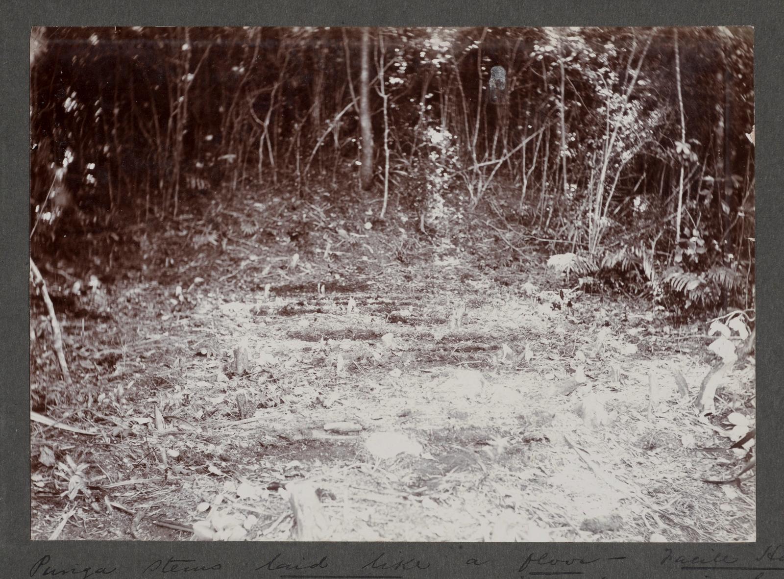 Punga stems laid like a floor - Facile Harbour