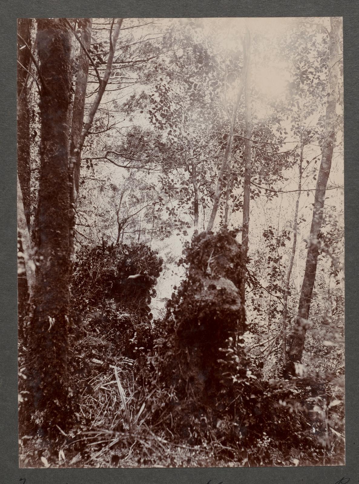 Tree stumps, Observation Point, Pickersgill Harbour