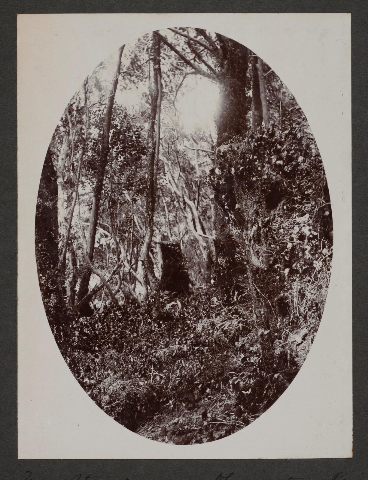 Tree stumps, Observation Point, Pickersgill Harbour
