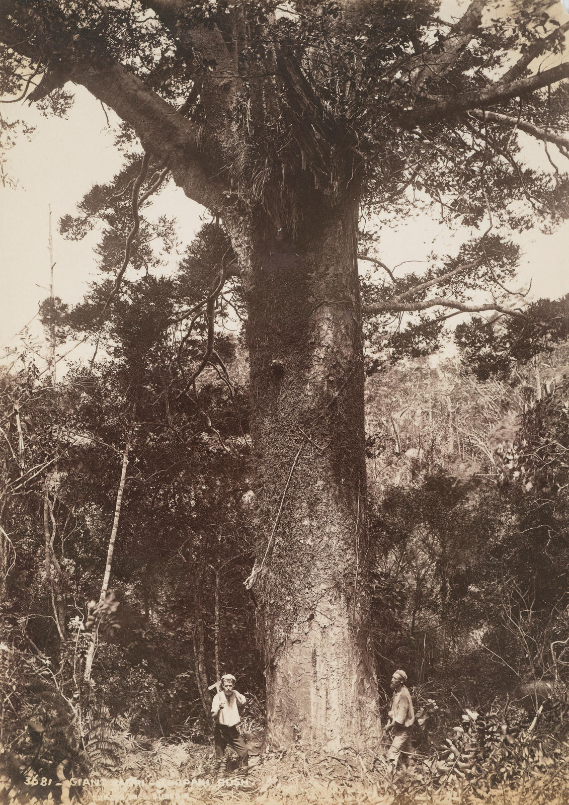 Giant Kauri, Taupaki Bush